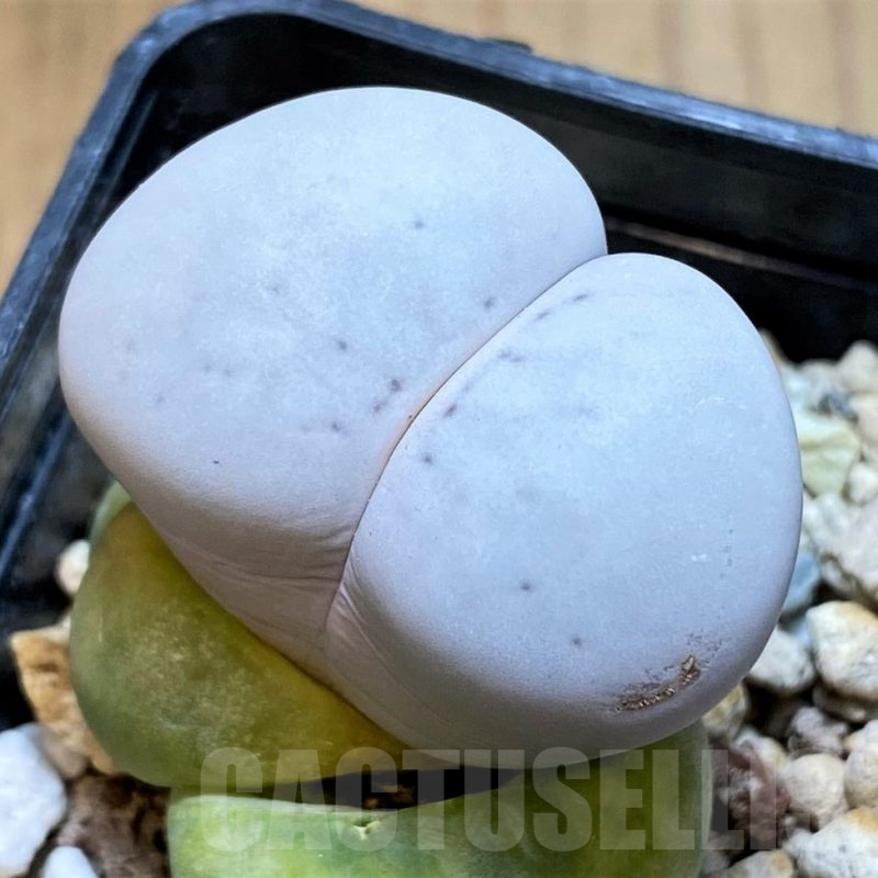 SH15923 Dinteranthus vanzylii