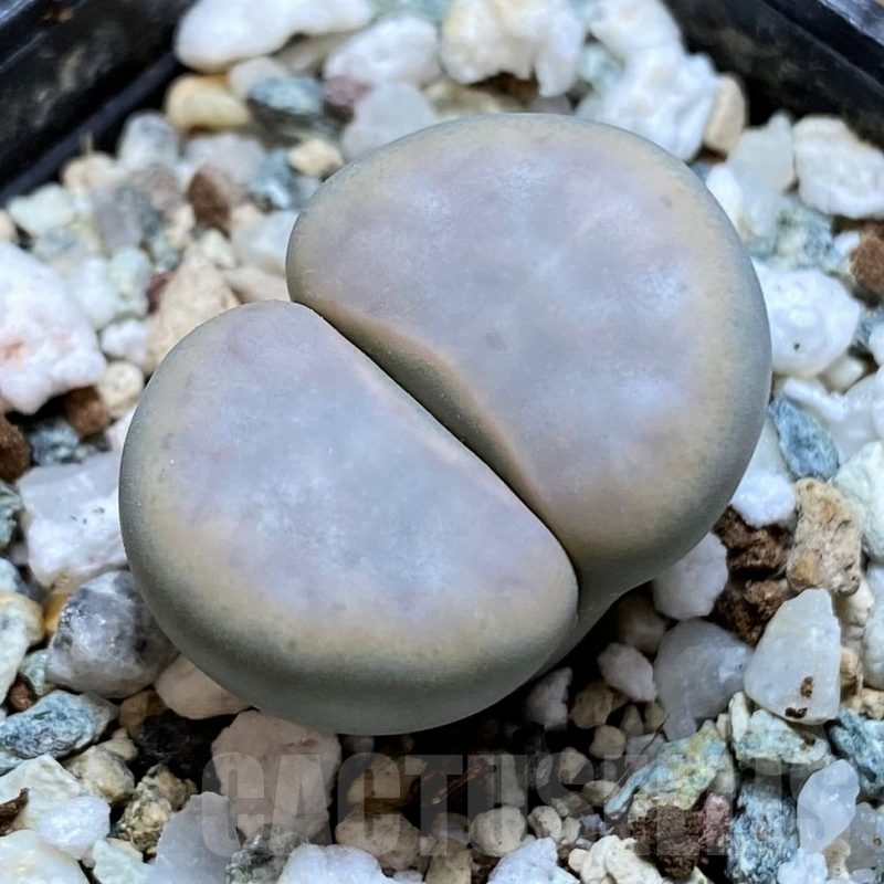 SH15924 Lithops karasmontana v. opalina