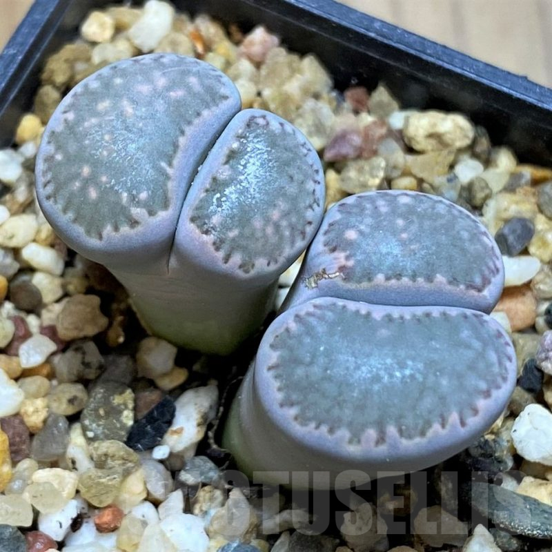 SH15925 Lithops salicola