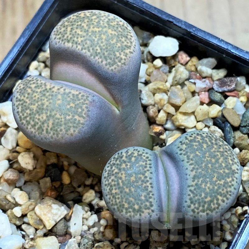 SH15926 Lithops terricolor 'Peersii'