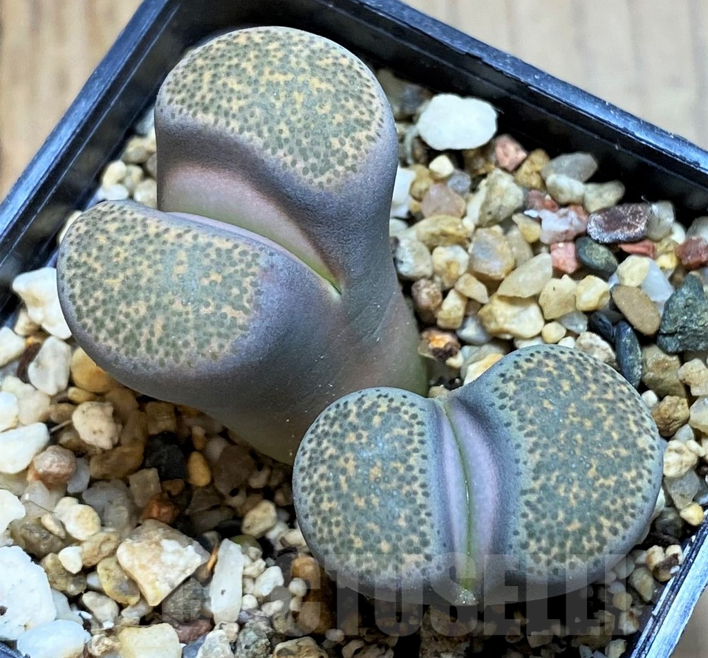 SH15926 Lithops terricolor 'Peersii'