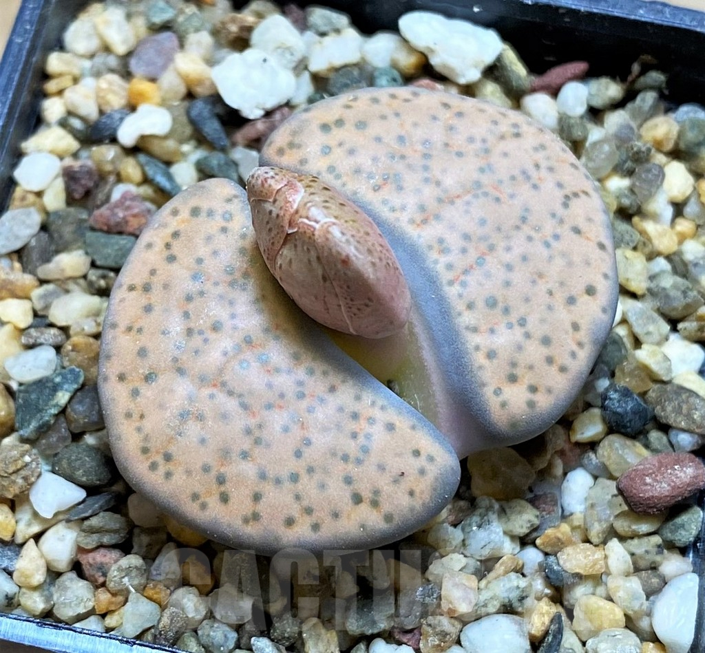 SH15928 Lithops fulviceps v. lydiae