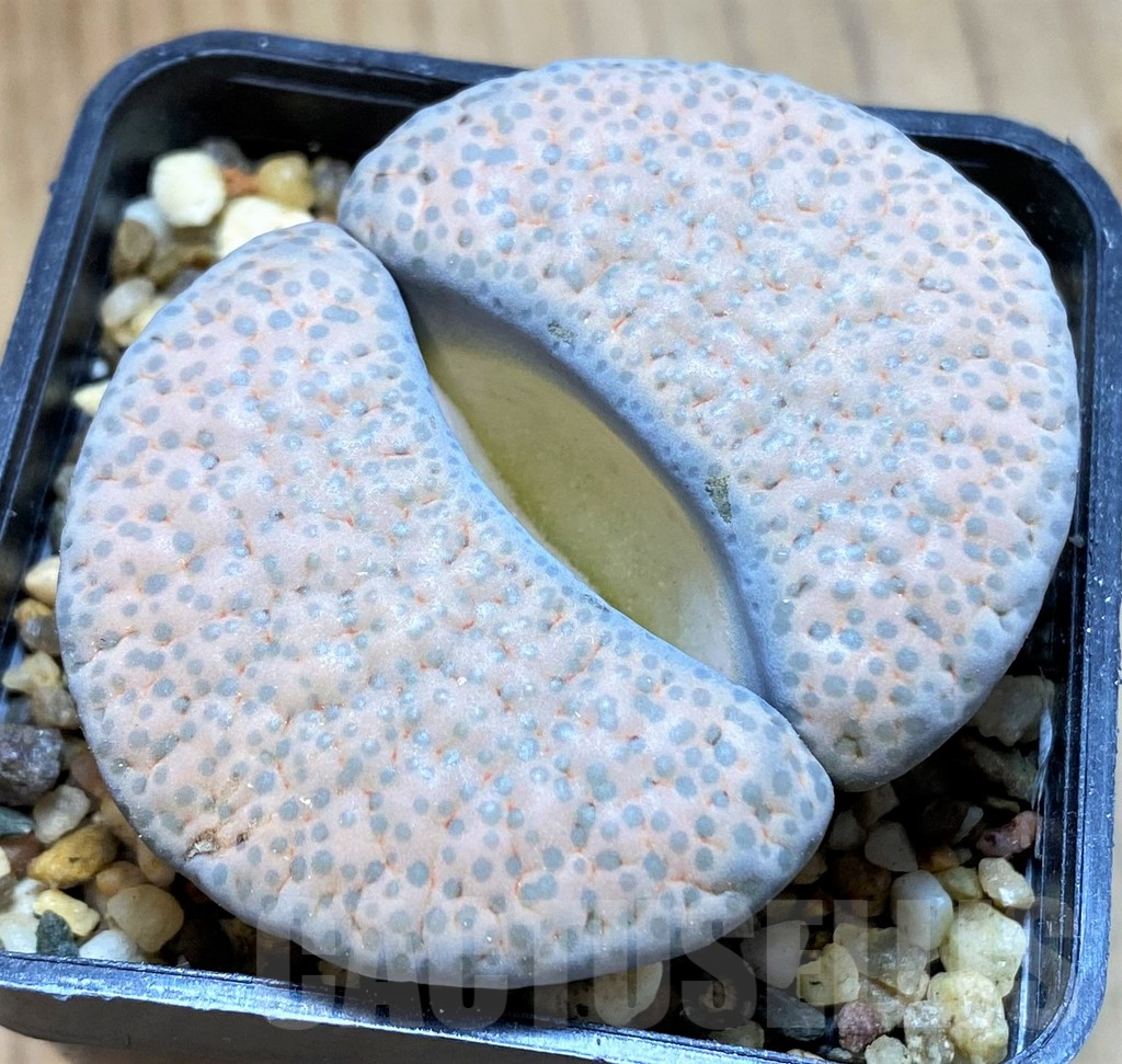 SH15929 Lithops fulviceps v. lactinea