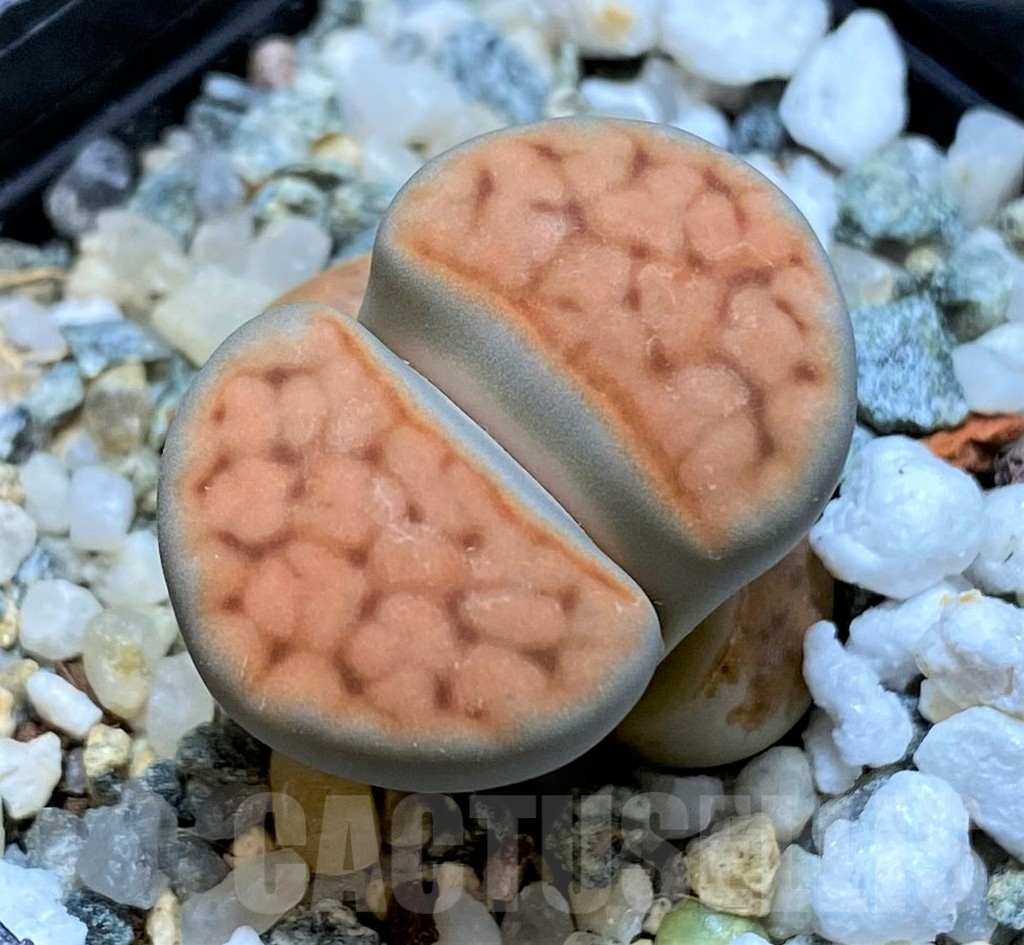 SH15930 Lithops karasmontana v. tischeri