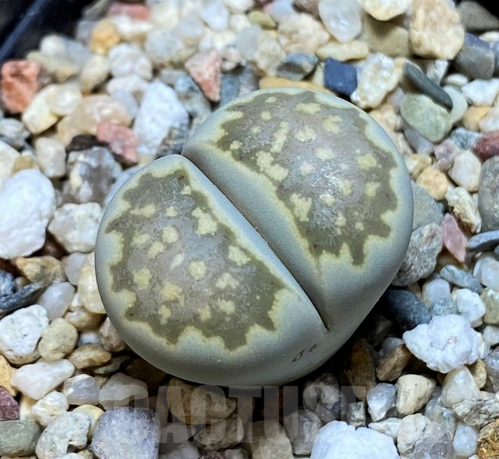 SH15931 Lithops julii ssp. fulleri v. brunnea