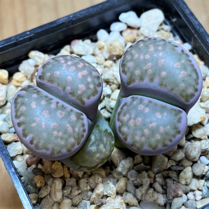 SH15933 Lithops julii v. fulleri x 'Bacchus'