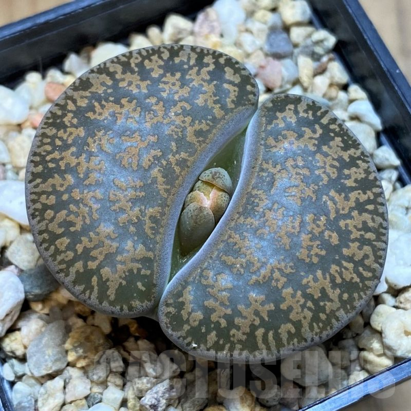 SH15934 Lithops lesliei v. hornii