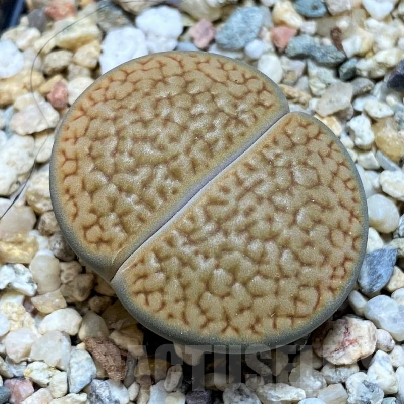 SH15935 Lithops hookeri L54-5