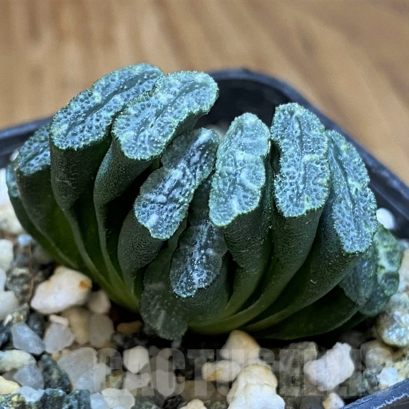 SH16078 Haworthia truncata hybrid