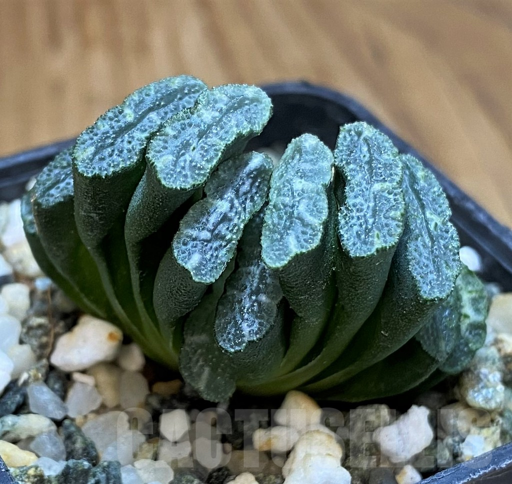 SH16078 Haworthia truncata hybrid