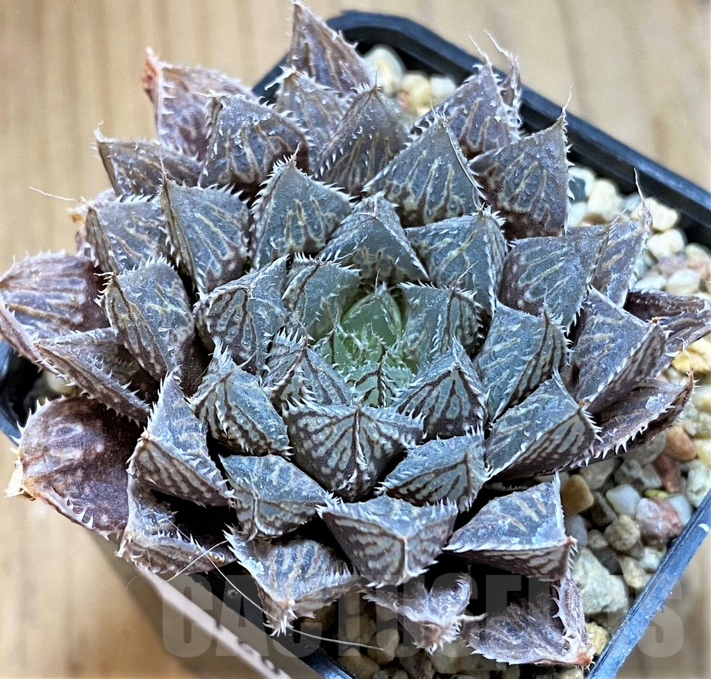 SH16080 Haworthia 'Mirror Ball' - Image 2
