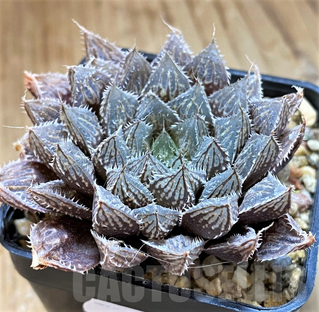 SH16080 Haworthia 'Mirror Ball'