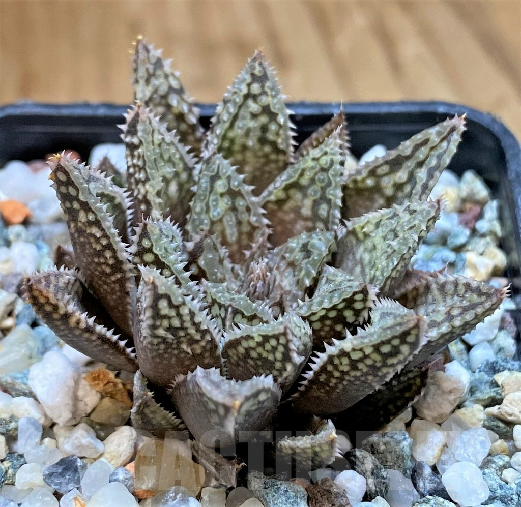 SH16081 Haworthia maraisii x 'Yulia' - Image 2