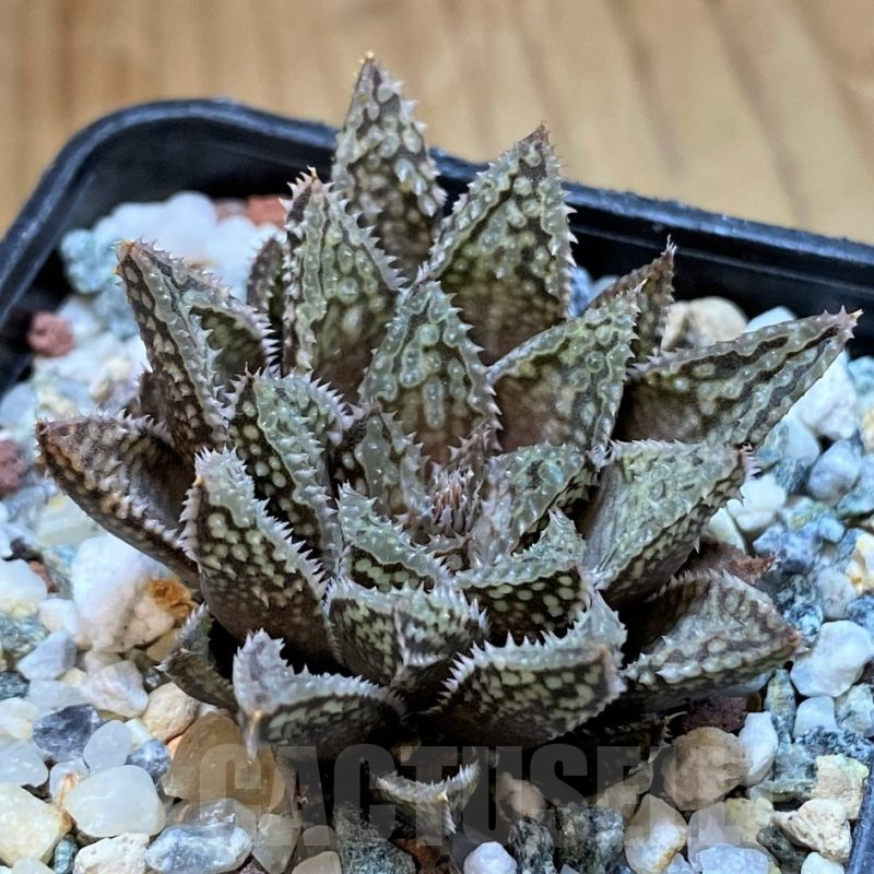SH16081 Haworthia maraisii x 'Yulia'