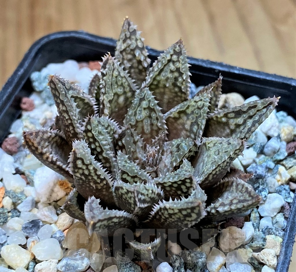 SH16081 Haworthia maraisii x 'Yulia'