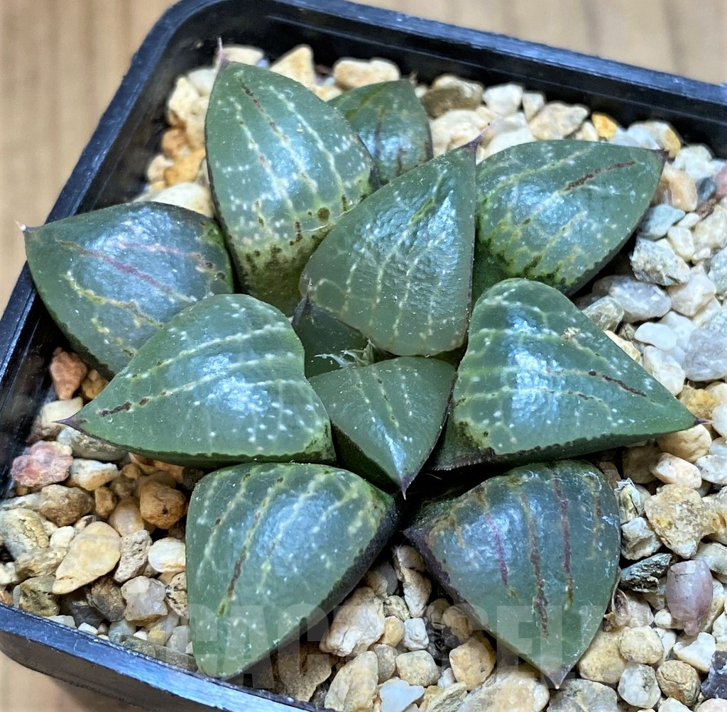 SH16082 Haworthia comptoniana - Image 2
