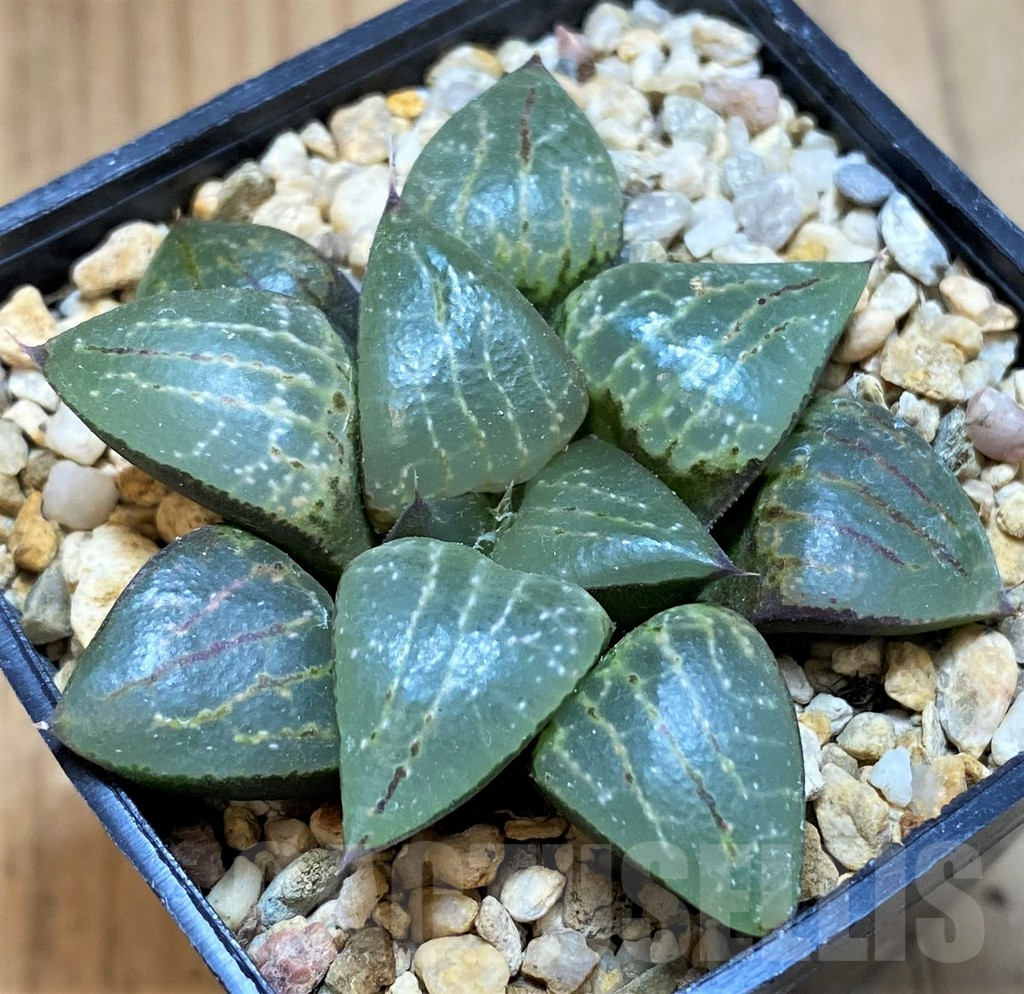 SH16082 Haworthia comptoniana