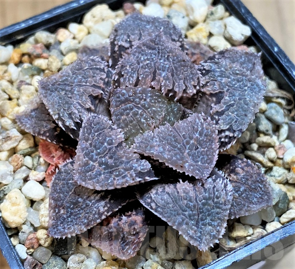 SH16083 Haworthia 'Gu vi Cheng'