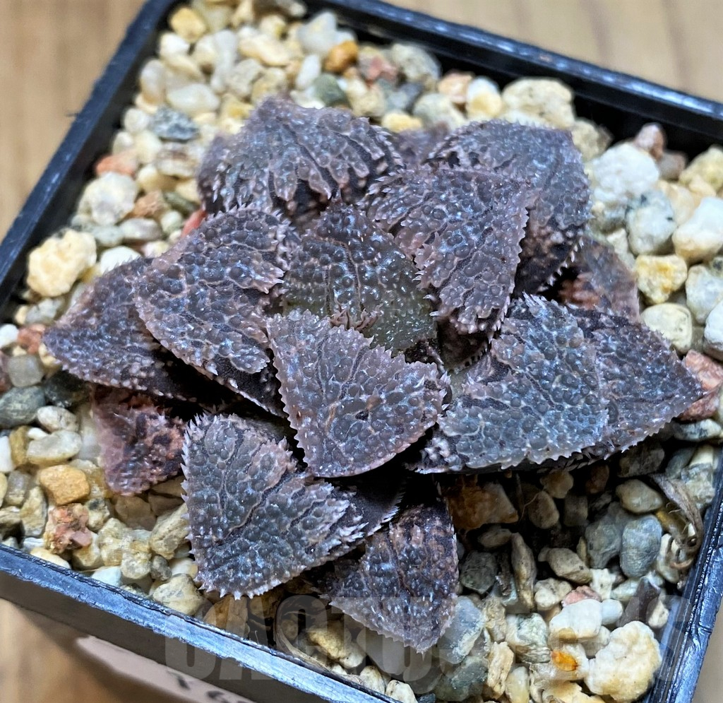 SH16083 Haworthia 'Gu vi Cheng' - Image 2