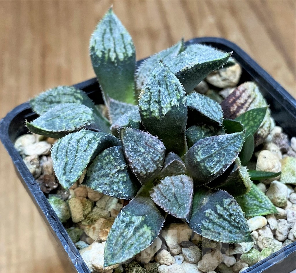 SH16084 Haworthia pygmaea 'Pink Lady' hybrid - Image 3