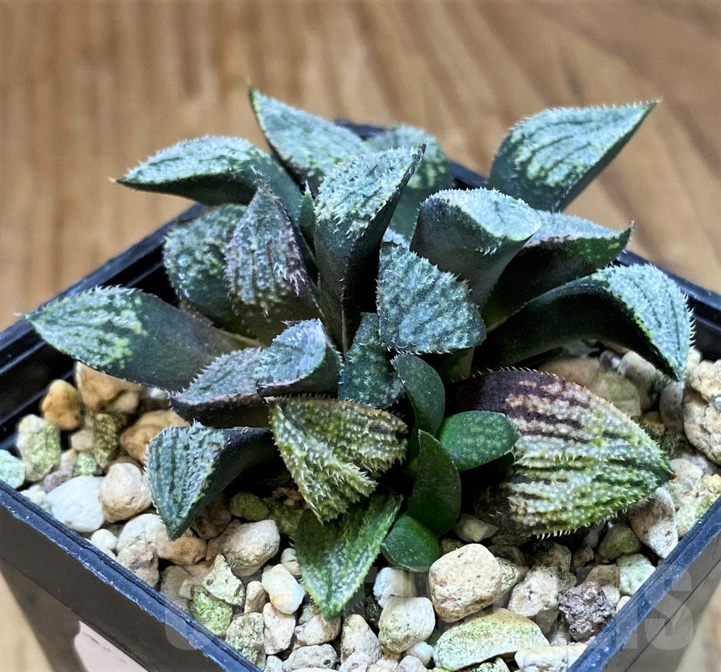 SH16084 Haworthia pygmaea 'Pink Lady' hybrid - Image 2