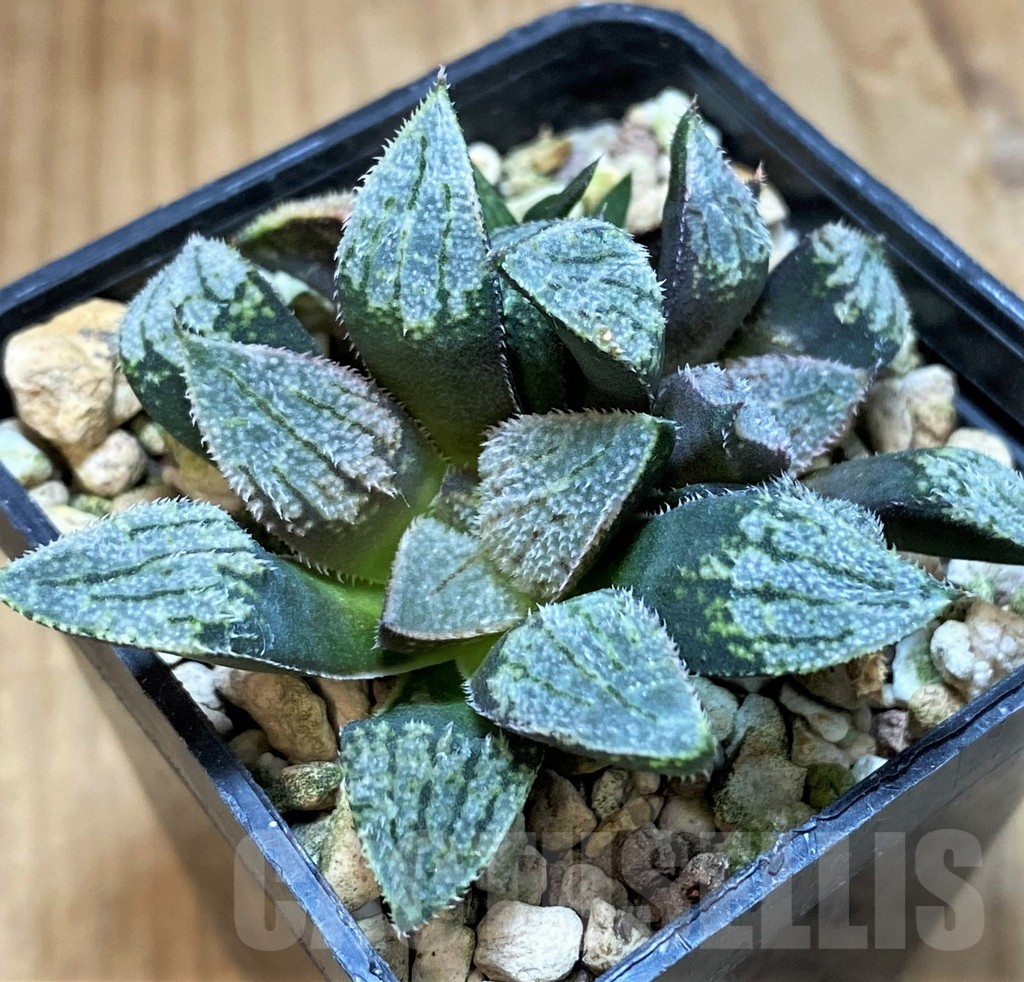 SH16084 Haworthia pygmaea 'Pink Lady' hybrid
