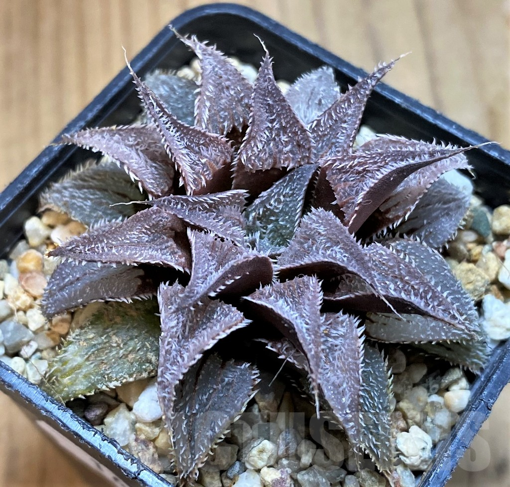 SH16048 Haworthia wimii -Japan-