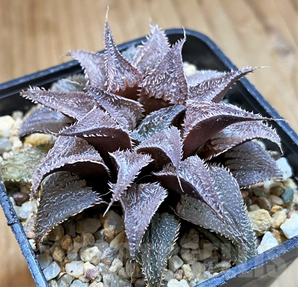 SH16048 Haworthia wimii -Japan- - Image 2