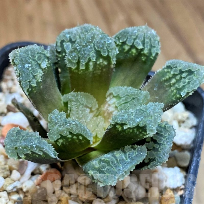 SH16088 Haworthia 'Gorbi' hybrid F2