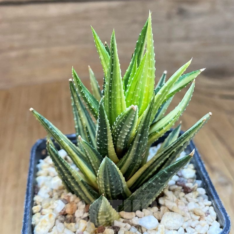 SH16089 Haworthia reinwardtii f. variegata