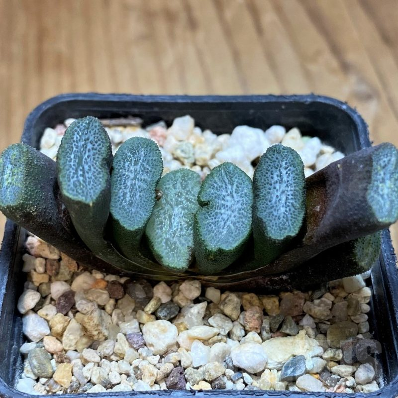 SH16090 Haworthia truncata -Japan-