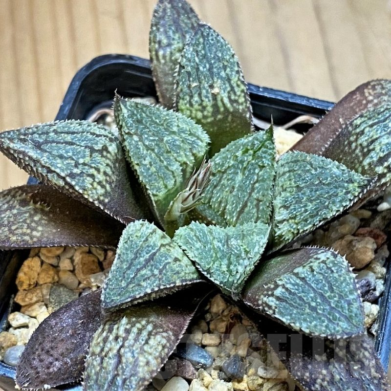 SH16093 Haworthia picta x pygmaea 'Crystallina'
