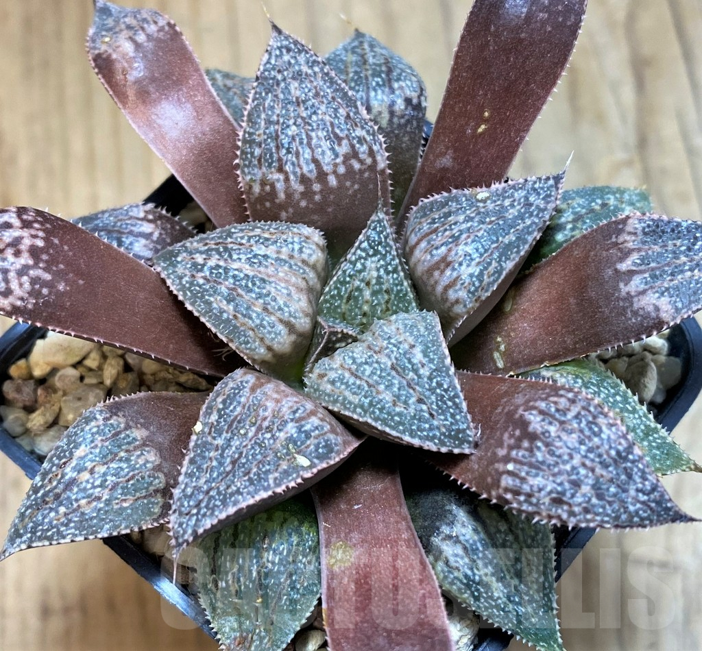 SH16049 Haworthia 'Yuki Keshiki' hybrid - Image 2