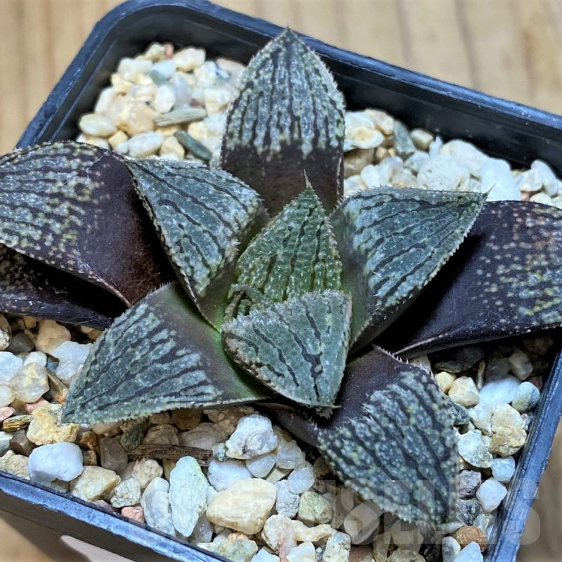 SH16096 Haworthia pygmaea hybrid -Japan-