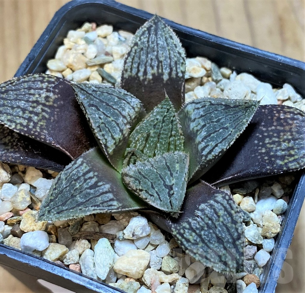 SH16096 Haworthia pygmaea hybrid -Japan-