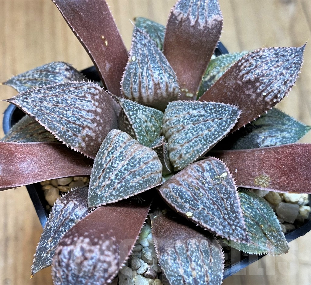 SH16049 Haworthia 'Yuki Keshiki' hybrid