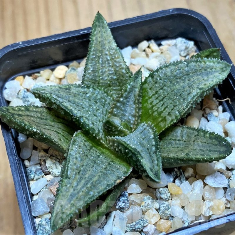 SH16099 Haworthia koelmaniorum 'Silver Tarantula'