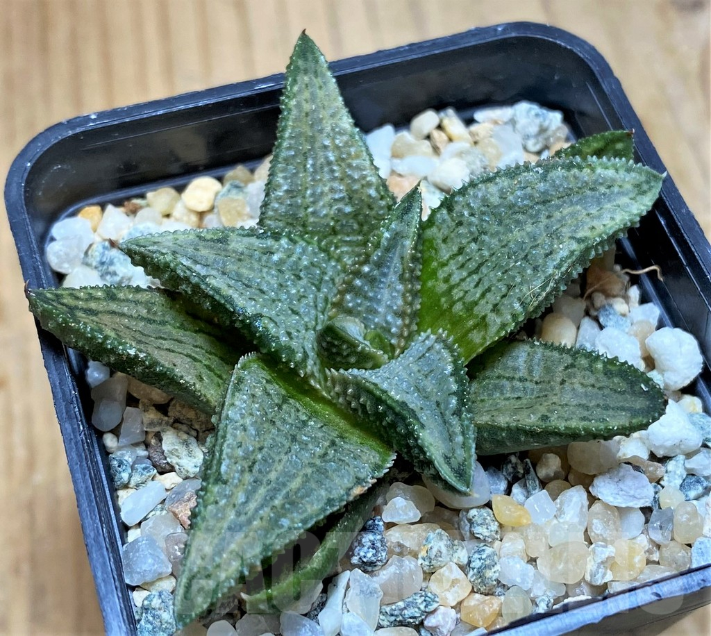 SH16099 Haworthia koelmaniorum 'Silver Tarantula'