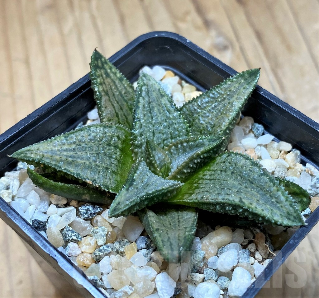 SH16099 Haworthia koelmaniorum 'Silver Tarantula' - Image 2