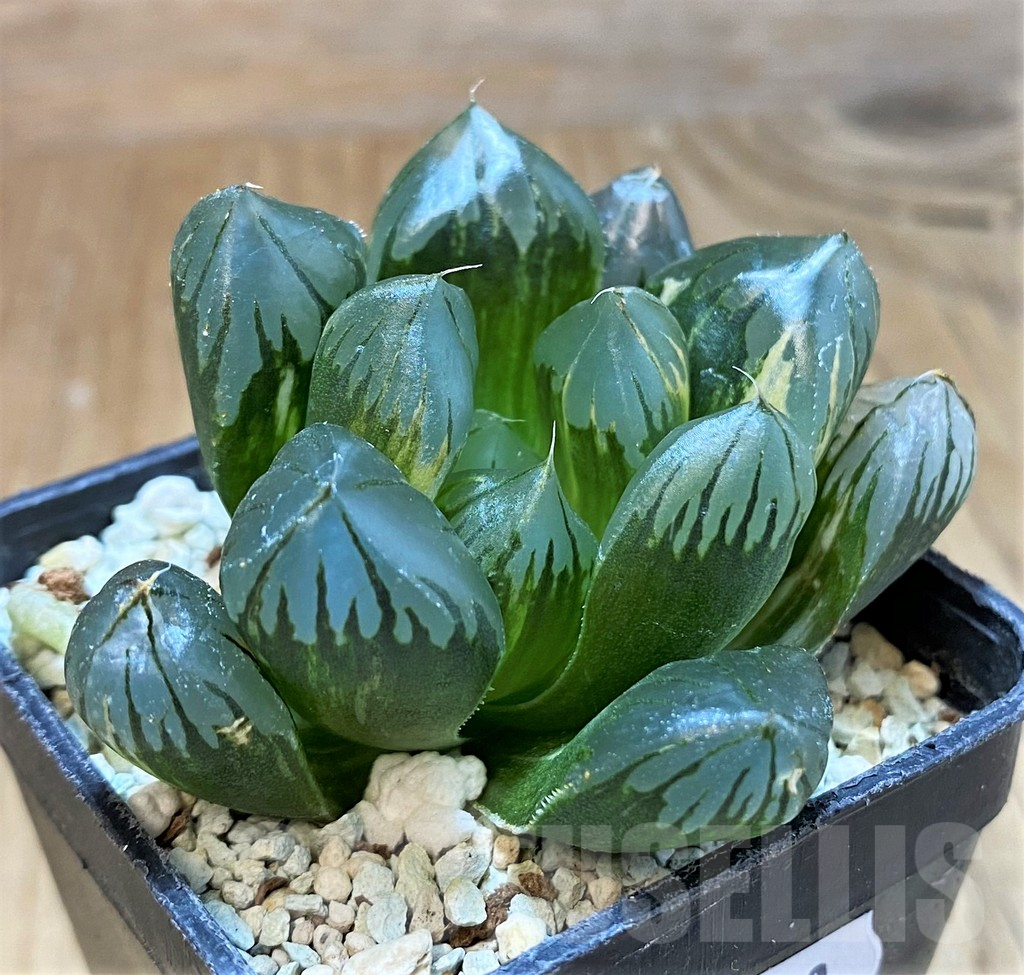 SH16100 Haworthia obtusa 'Black' f. variegata - Image 2