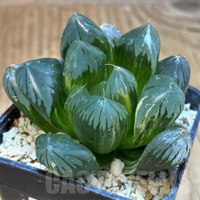 SH16100 Haworthia obtusa 'Black' f. variegata