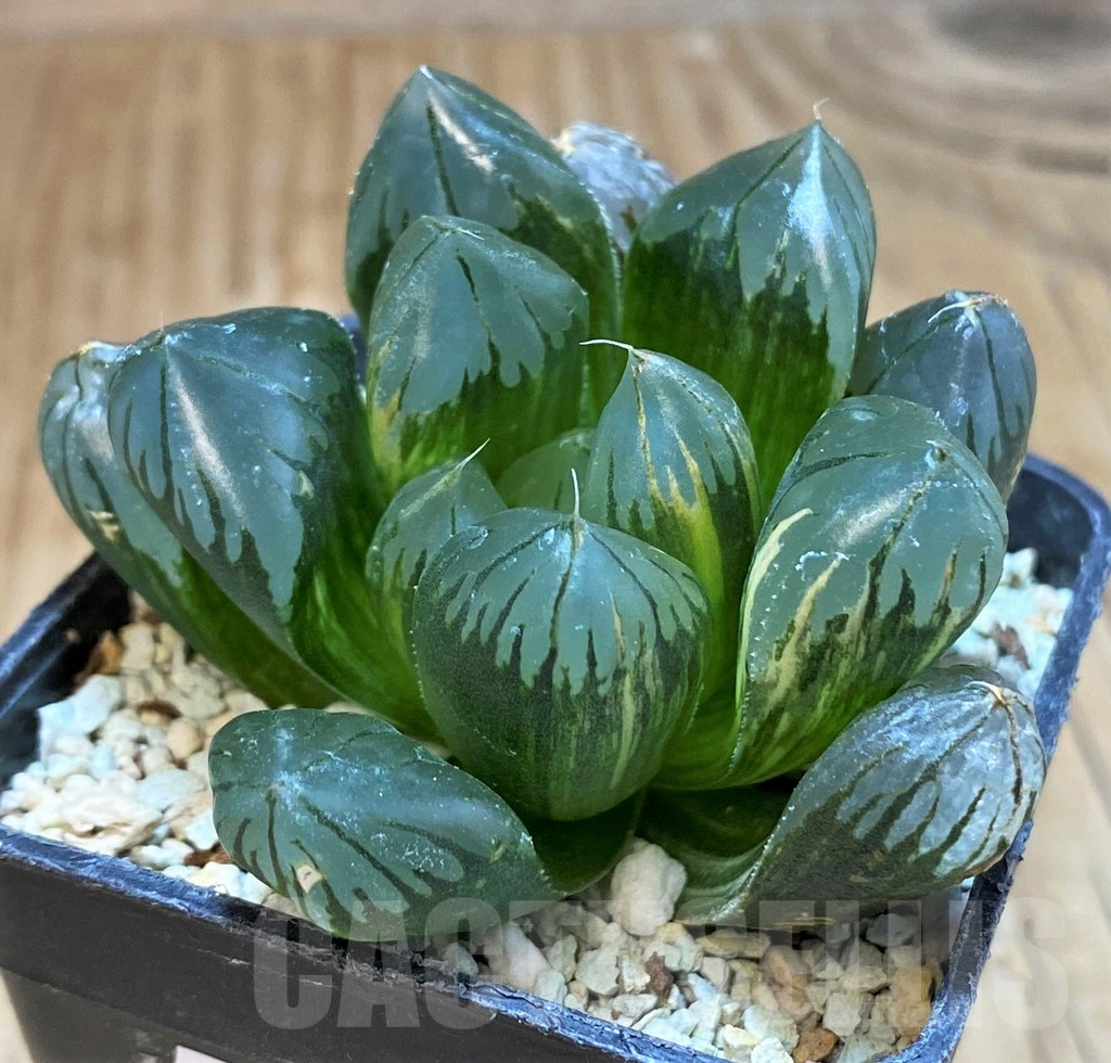 SH16100 Haworthia obtusa 'Black' f. variegata