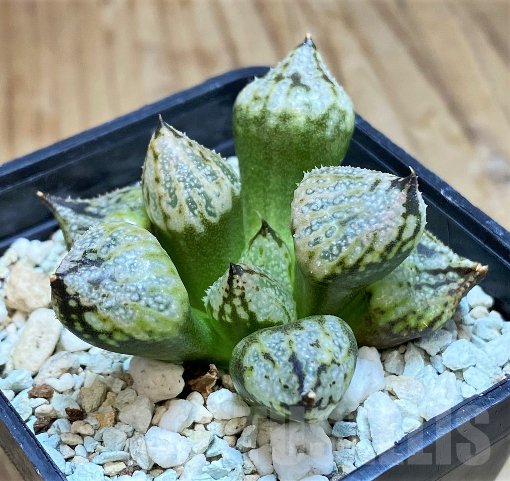 SH16101 Haworthia ‘Princess Kazunomiya Mutant’ – Image 2