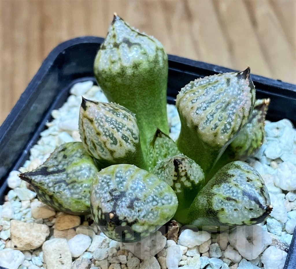 SH16101 Haworthia ‘Princess Kazunomiya Mutant’