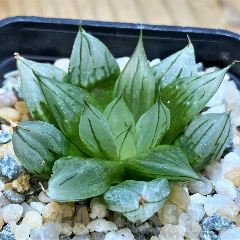 SH16102 Haworthia cooperi ‘West Asia Tsuen’
