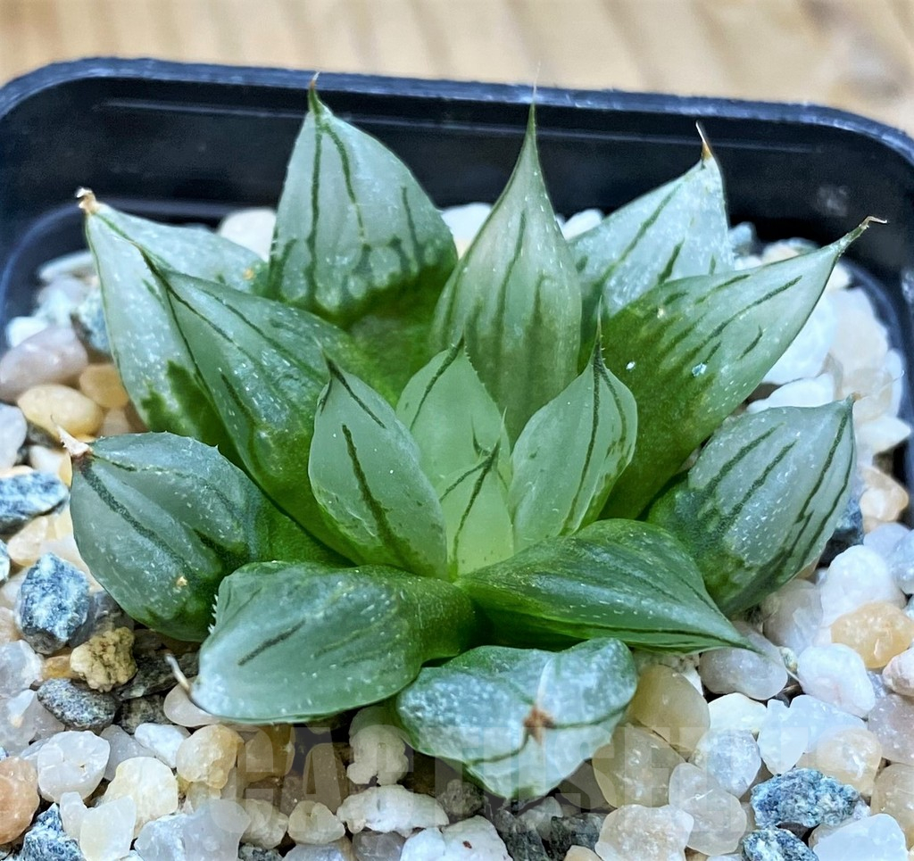 SH16102 Haworthia cooperi ‘West Asia Tsuen’