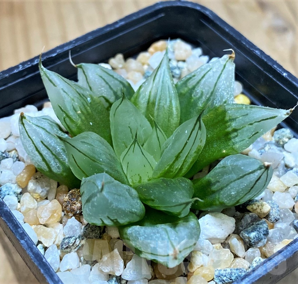 SH16102 Haworthia cooperi ‘West Asia Tsuen’ - Image 2