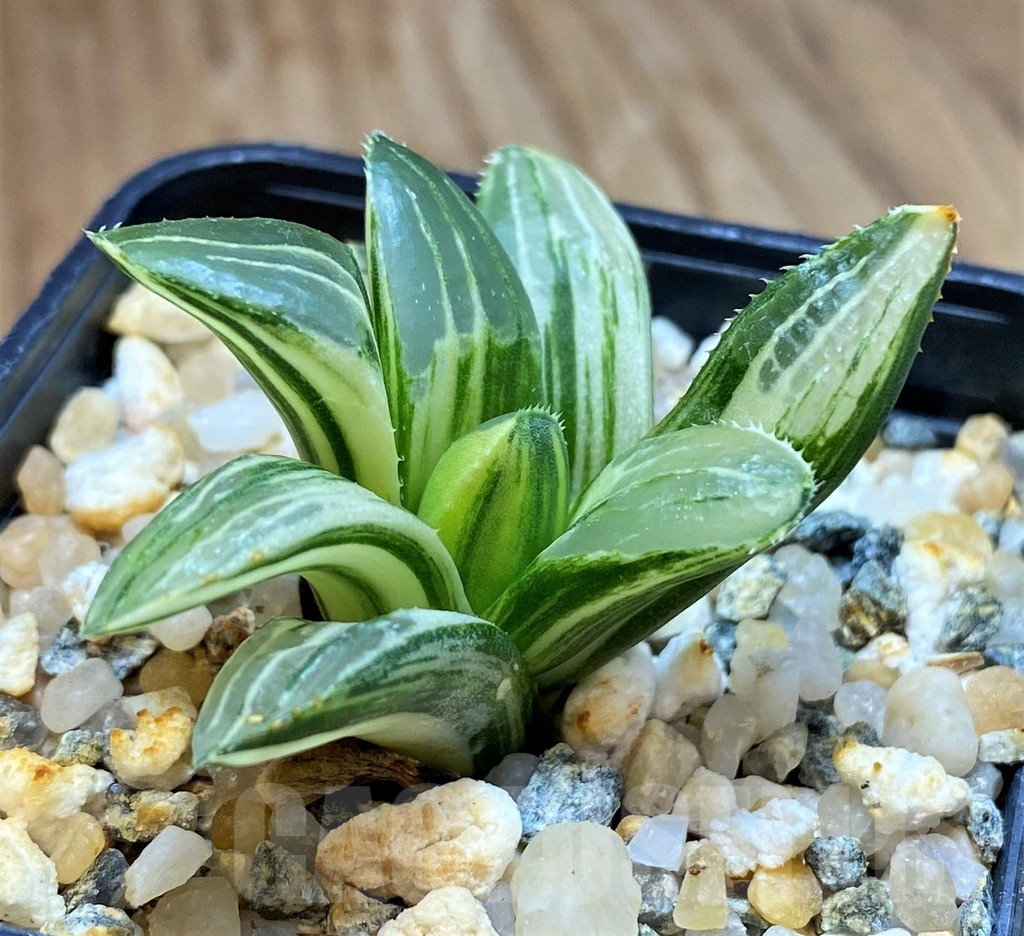 SH16103 Haworthia retusa f. variegata