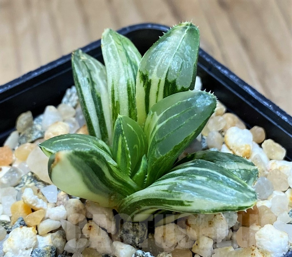 SH16103 Haworthia retusa f. variegata - Image 2