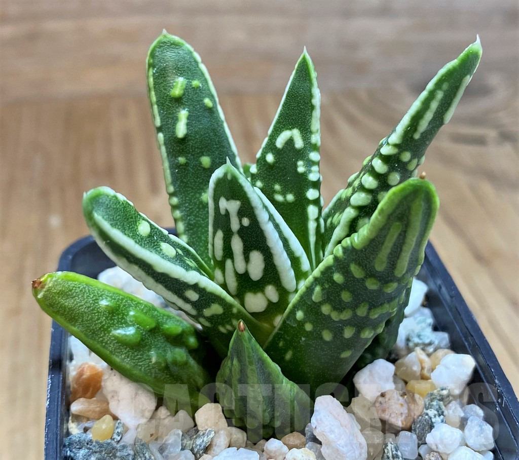 SH16104 Haworthia 'Tears of Angel' - Imagen 2